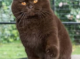 Wanted choc or cinnamon Bsh!