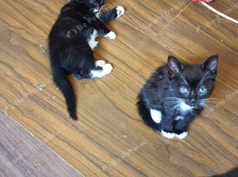 Beautiful 7 to 8 weeks old kittens