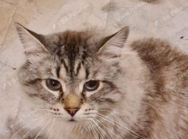 Maine Coon Mixed Breed Adult Male