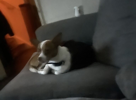 Chihuahua cross male stud