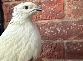 Beautiful all White Male Japanese Coturnix Quail