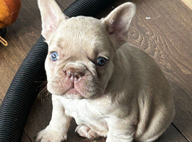 Homebred French bulldog litter