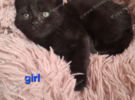 Kittens