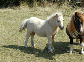 Palomino Shetland Colt Foal