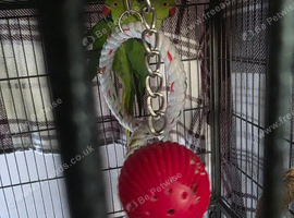 2 female ring neck
