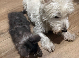 Tics registered mainecoon