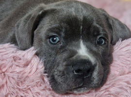 Cane corso