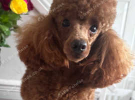 KC Toy Poodle
