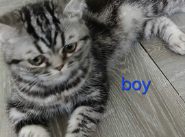 Bsh. Silver Classic Tabby .