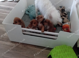 Lakeland terrier puppys