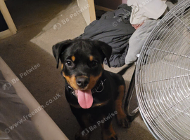 Stunning Rottweiler puppy