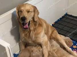 Golden Retriever boy ready now