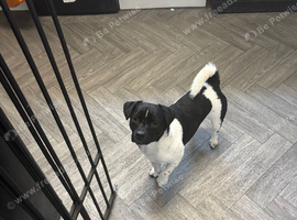 Jack russell