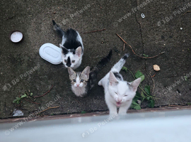 3 kittens for sale 2 girls one boy