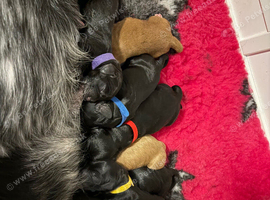 Cockapoo Fb1 black and white- blue roan