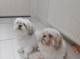 Adult female shih tzu wanted between 2 and 5yrs old