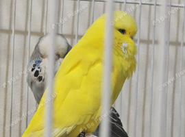Rehome my budgies