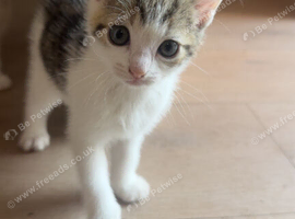 Kittens