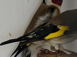 Goldfinch