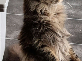 Beautiful GCCF registered maine coon kittens