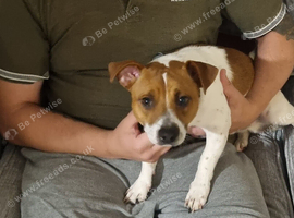 Jack russell terrier 10months