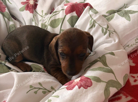 Dachshund puppies
