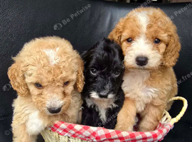Goldendoodle puppies