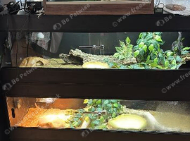 Different reptiles for sale