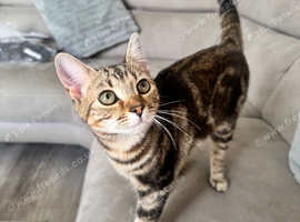 6 month old kitten GIRL