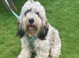 10 month old Boy