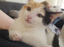 Domestic Short Hair Female Kitten