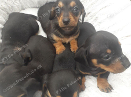 MINIATURE DACHSHUND OUTSTANDING QUALITY *