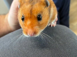 Syrian hamster