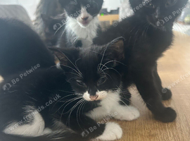 Lovely kittens