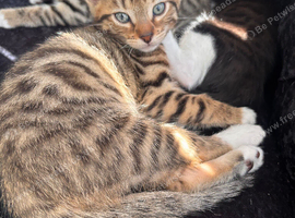 Half bengal male