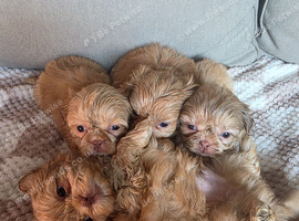Shih tzu puppies