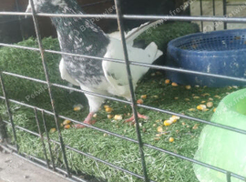 Pakistani pigeon for sale