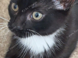 Lovely cute Siamese cross