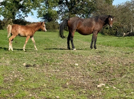 Sweet little companion mare