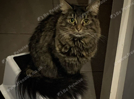 Maincoon Cross Tabby for loving home