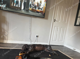 Sad post Doberman and German short haired pointer