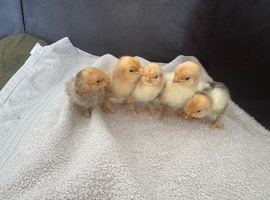 5 Pekin Bantams