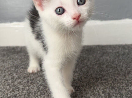 1 girl kitten left to go
