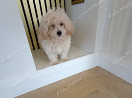 Multipoos puppies ready to go one boy one girl available