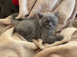 British shorthair kitten