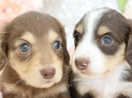 Beautiful long-haired Miniature Dachshund Puppies
