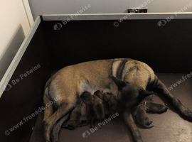 Belgium Malinois puppies