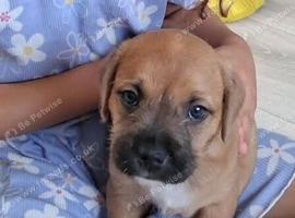 Male Mixed breed puppy for sale in oxford