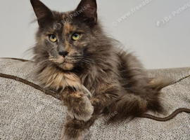 Female mainecoon cat