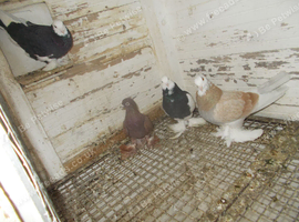 TUBLERS FOR SALE..